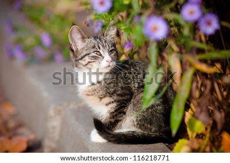 Adorable small tabby kitten outdoors