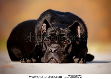 black cane corso dog sad lying down portrait