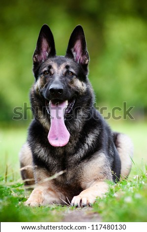 german shepherd dog lying down