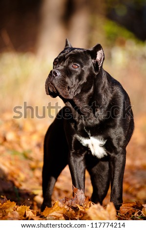 cane corso dog autumn portrait on fallen leaves