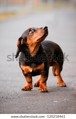 dachshund dog looking up
