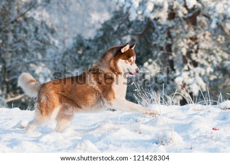 dog siberian husky runs and jumps in the snow