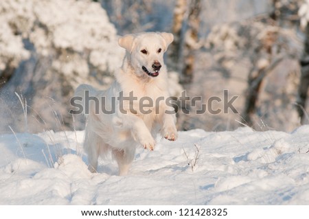 golden retriever dog jumps and runs in the snow