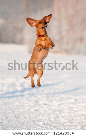 funny dog dachshund  jumps up