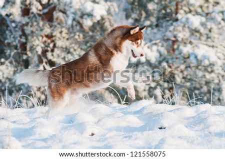 dog siberian husky runs and jumps in the snow