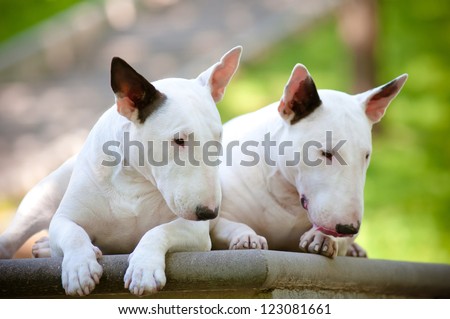 two english bull terrier dogs together