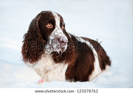 springer spaniel dog lying in the snow