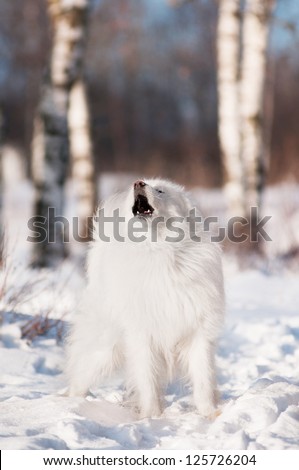 beautiful samoyed dog barking and howling outdoors