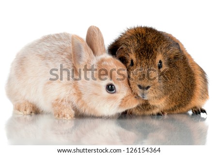 baby rabbit kissing guinea pig
