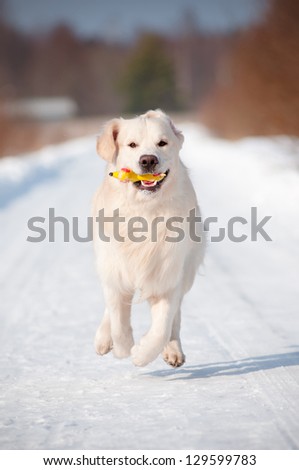 golden retriever dog running with a toy