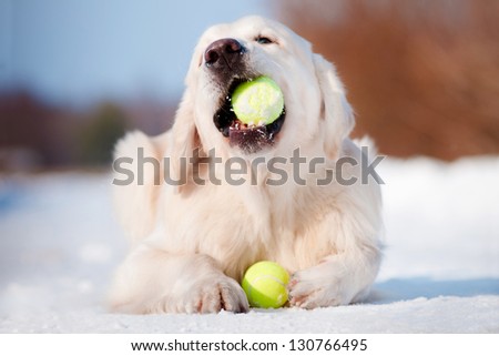 golden retriever dog chewing on tennis balls