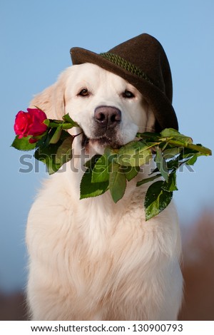 golden retriever dog in a hat holding a rose in his mouth