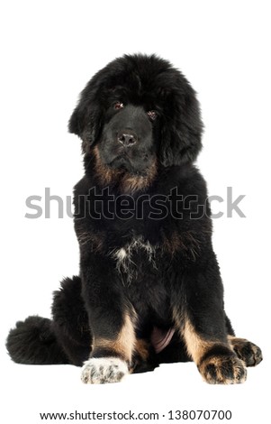 adorabole black tibetan mastiff puppy