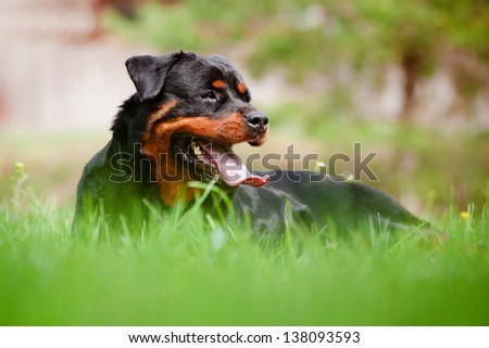 rottweiler dog resting on the grass