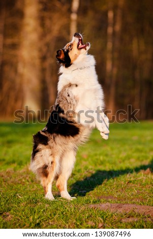 Australian shepherd dog jumps up