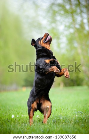Rottweiler dog jumps up