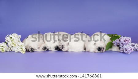 group of golden retriever puppies sleeping