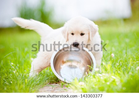 funny golden retriever puppy carrying a bowl