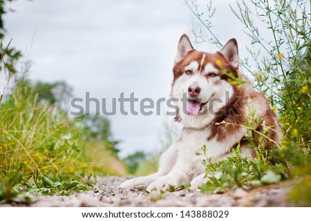 siberian husky dog lying down