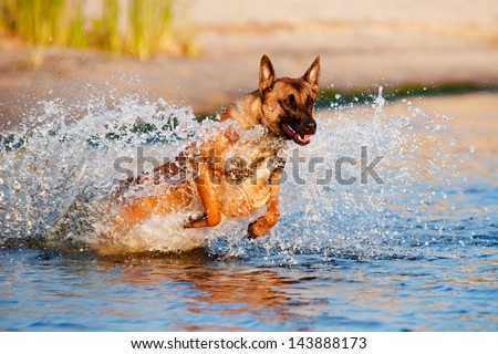 belgian shepherd dog jumps in water
