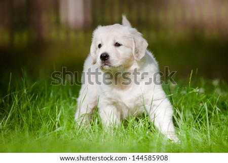 golden retriever puppy standing curious