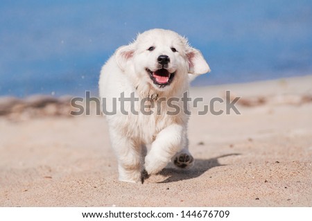 happy golden retriever puppy runs on the beach