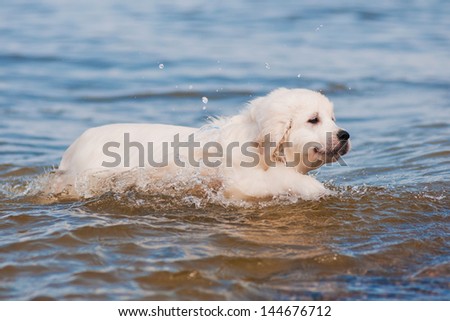 golden retriever puppy learns how to swim
