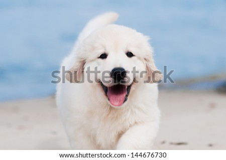 Smiling Golden Retriever Puppy Portrait