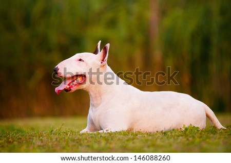 english bull terrier dog lying down