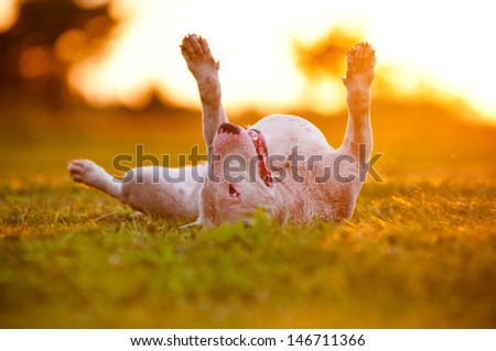 english bull terrier dog lying upside down in sunset light