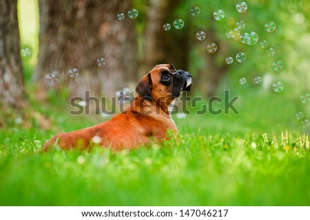 red german boxer dog portrait with soap bubbles