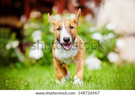 Red Miniature Bull Terrier Puppy Running Outdoors