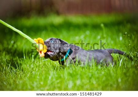 cane corso puppy playing with a flower