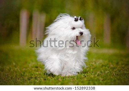 beautiful maltese dog running outdoors