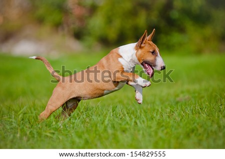 jumping english bull terrier puppy