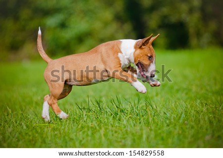 funny jumping english bull terrier puppy