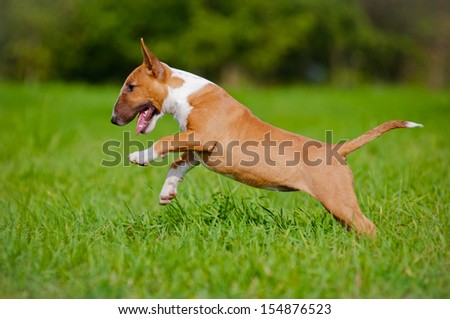 english bull terrier puppy jumping