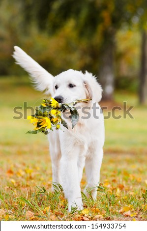 golden retriever puppy carrying flowers
