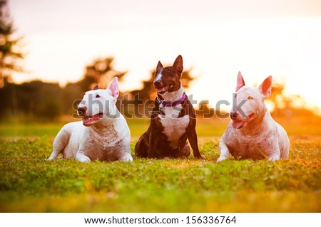 three english bull terrier dogs at sunset
