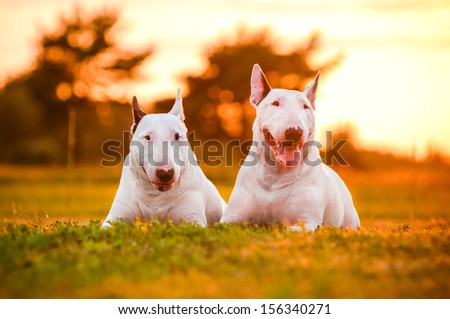 two english bull terrier dogs at sunset