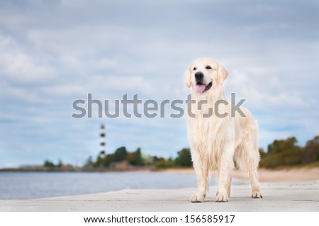 Beautiful Golden Retriever Dog