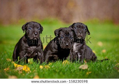 three puppies together