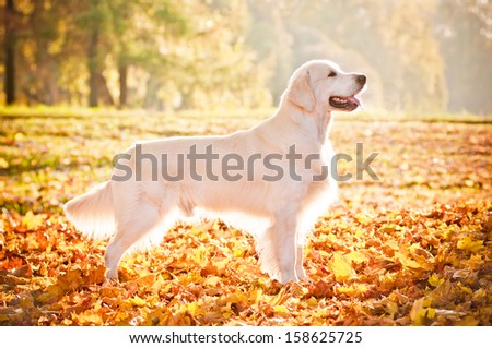 Golden Retriever Dog In Sunlight
