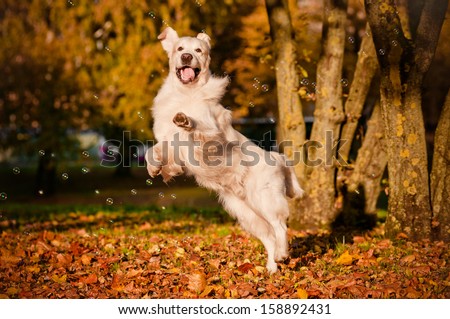 happy golden retriever dog catching soap bubbles