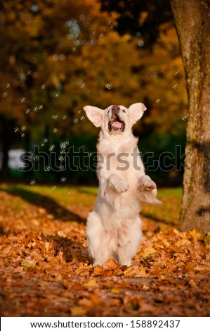 happy golden retriever dog catching soap bubbles