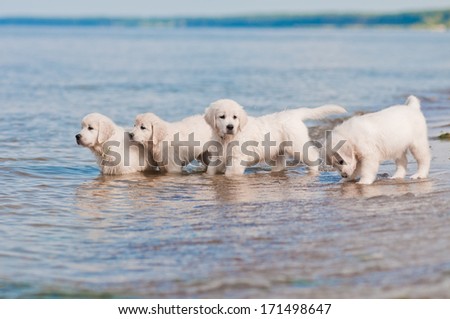 Adorable Golden Retriever Puppies On The Beach