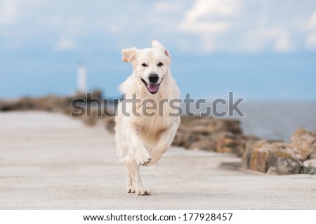 golden retriever dog by the sea