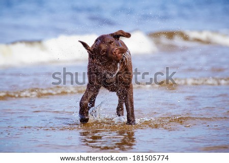 labrador retriever dog shaking water off