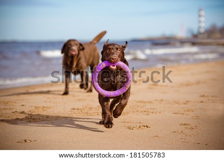 labrador retriever puppy playing on the beach