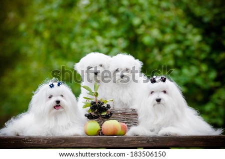 adorable maltese dogs family